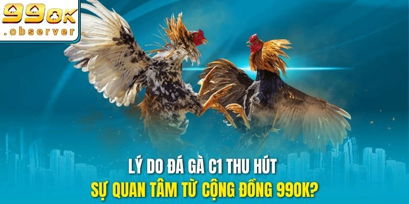 Lý do đá gà c1 thu hút sự quan tâm từ cộng đồng 99ok?